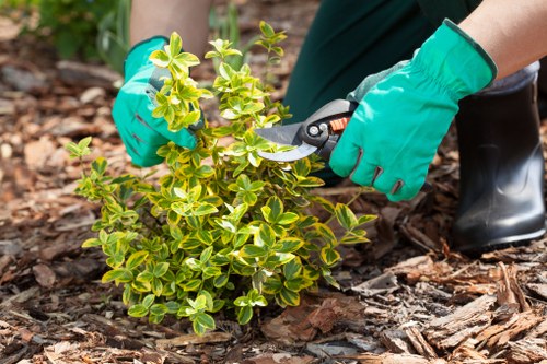 Professional gardener working in an Abbey Wood garden