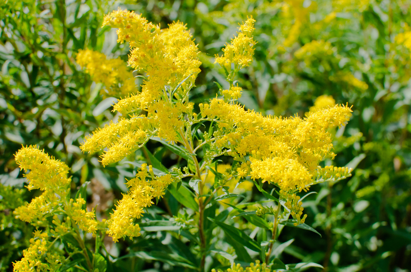 Close-up of a flowering plant with vibrant yellow flower clusters, set against a background of dark green, elongated leaves. The flowers are arranged in dense, plume-like clusters atop slender stems, showcasing a bright yellow hue with tiny, star-shaped blossoms. The plant appears well-maintained and thriving in an outdoor garden environment, with natural daylight illuminating the blooms and foliage. The garden surface around the plant is partially visible, with hints of soil or mulch, indicating a landscaped yard typical of outdoor garden spaces in London. This image captures the seasonal bloom, reflecting the diverse plantings that gardening services such as those offered by Gardeners London might nurture in residential or community gardens along the London postcode region.